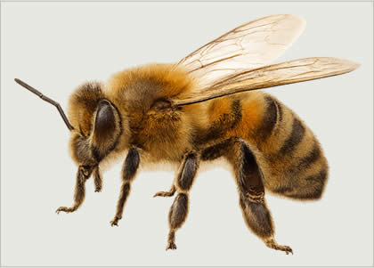 Lebah pengumpul nektar – serangga penghasil propolis alami dan madu