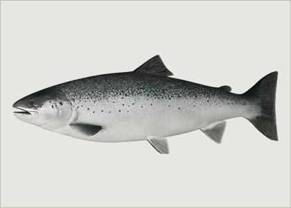 Ikan salmon segar – sumber protein dan omega-3 untuk kesehatan keluarga