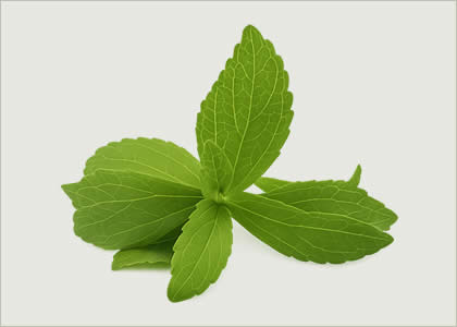 Daun stevia segar – pemanis alami pengganti gula, cocok untuk penderita diabetes