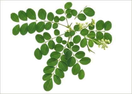 Bripro.id, british propolis, daun kelor, Moringa oleifera folium, brassic pro, propolis